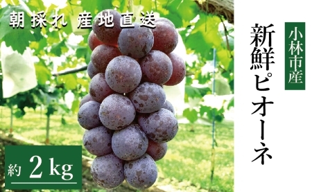 [産直もぎたて]新鮮ピオーネ 2kg程度(国産 ブドウ ぶどう 果物 くだもの フルーツ 贈答用 プレゼント 限定)