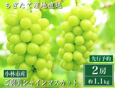 【先行予約受付・産直もぎたて】ご褒美シャインマスカット２房（約1.1kg ブドウ シャインマスカット 先行 予約 産地直送 新鮮 送料無料）