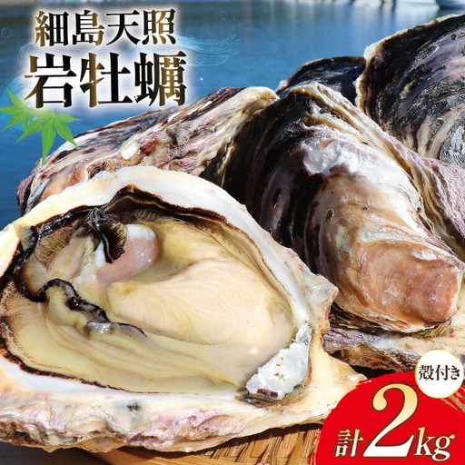 牡蠣 細島天照岩牡蠣 2kg 殻付き 【期間限定発送】[一福丸 宮崎県 日向市 452061387]