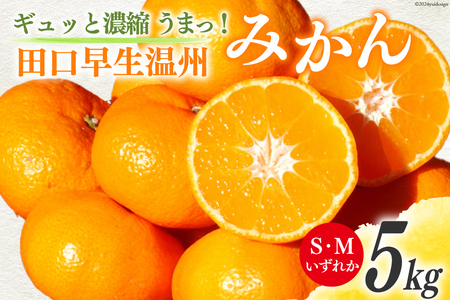 みかん 5kg[期間限定発送]ギュッと濃縮 うまっ! 田口早生温州みかん S・Mいずれか [黒田農園 宮崎県 日向市 452060138] 果物 フルーツ ミカン 蜜柑 柑橘