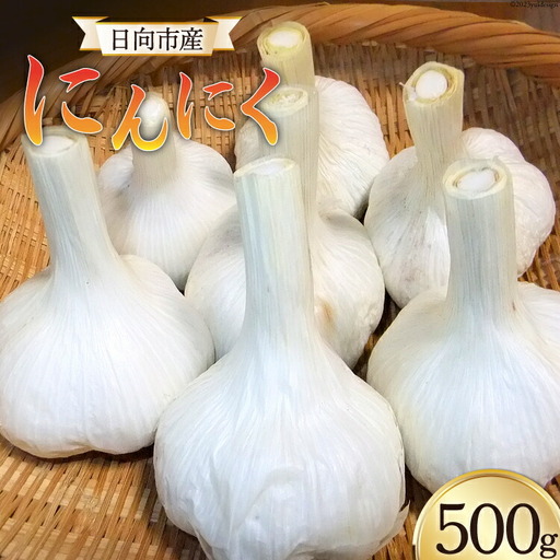 【期間限定発送】 にんにく 国産 500g [甲斐自然派農園 宮崎県 日向市 452060132]