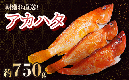 [2025年7月より順次発送]宮崎県串間産アカハタ(計約750g・2〜3匹)延縄漁による朝どれ高級魚を漁師直送!