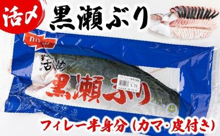 KRBF15 ߁IԂ̐NutB[ 1.5kgO (2025N11z)