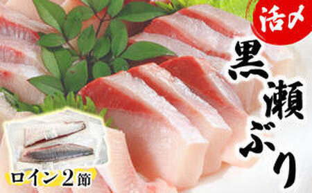 KU281＜2026年3月発送分＞活じめ！黒瀬ぶりの生鮮ブリロイン2節（1.0kg前後）