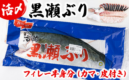 高評価！活じめ！黒瀬ぶりの生鮮ブリフィレー 1.5kg前後 (2026年4月発送)_K001-003