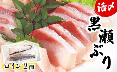 KU281＜2026年5月発送分＞活じめ！黒瀬ぶりの生鮮ブリロイン2節（1.0kg前後）