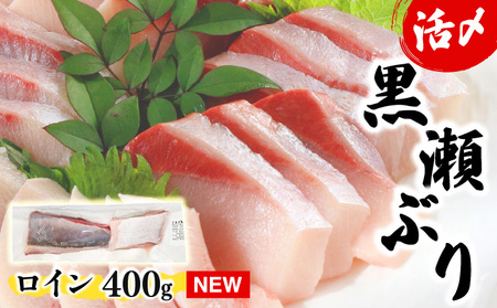 ＜2026年5月発送分＞活じめ！黒瀬ぶりの生鮮ブリロイン2節～3節（400g前後）_K001-008