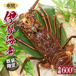 L-C2 [期間限定]串間市産!天然イセエビ(600g〜700g)鮮度抜群の伊勢海老を食卓へお届け[串間市漁業協同組合]