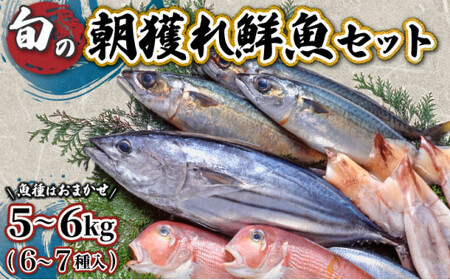 [先行予約]宮崎県串間産 朝獲れ鮮魚セット計約5〜6kg(6〜7種)定置網による厳選「朝獲れ鮮魚」を漁師直送! [豊漁丸]