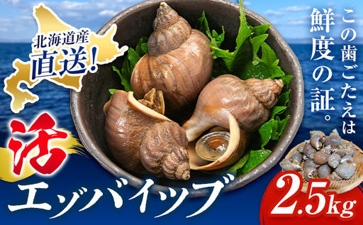 [活]エゾバイツブ 2.5kg 大津漁業協同組合直送 北海道 豊頃町産 産地直送 つぶ貝 つぶ 磯いぶ エゾバイ 期間限定:5月中旬-6月下旬発送 鮮度抜群