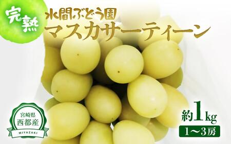 [先行予約]希少!マスカサーティーン 1kg(1〜3房) 西都産完熟ぶどう 水間ぶどう園[16-6a]