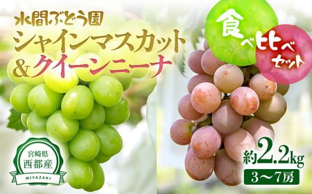 2025年発送[先行予約]シャインマスカット&クイーンニーナ 約2.2kg 西都産完熟ぶどう味比べ 水間ぶどう園[2-3]