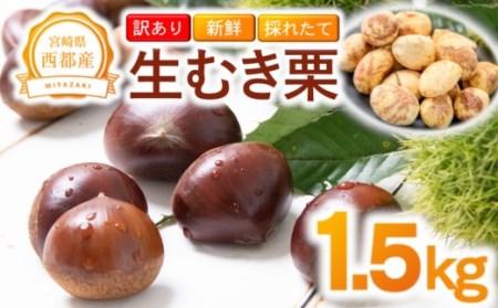 [先行予約]訳あり 西都市産 新鮮朝どれ生むき栗 1.5kg[1.5-221]