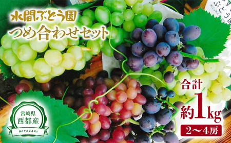 [先行予約]シャインマスカット入り 完熟ぶどうお任せセット1kg 水間ぶどう園 個数限定[1.1-3]