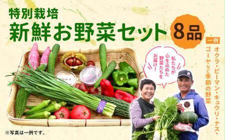【2023年12月発送分】特別栽培 季節のお野菜セット 8品 おまかせ