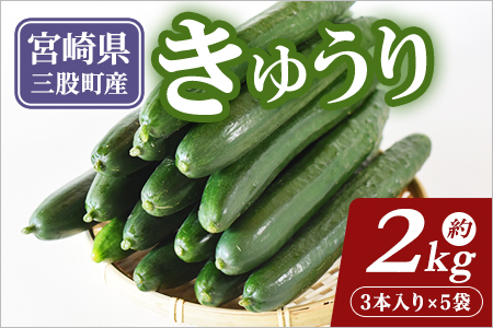 [先行予約][期間限定]宮崎県産きゅうり(約2kg)(約2kg・3本入り×5袋)パリッと甘い魔法のキュウリ「マジキュー」漬物や天ぷらに!