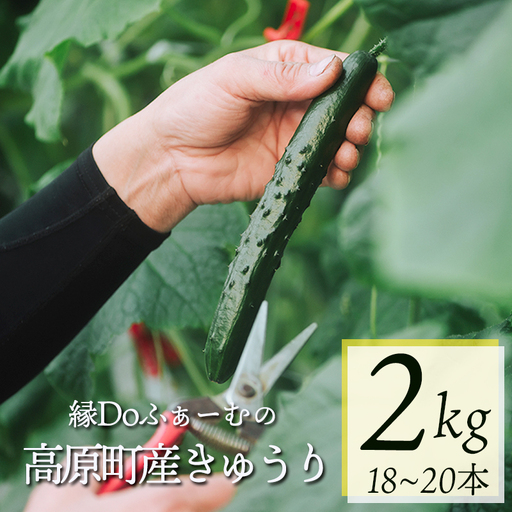 宮崎県高原町産きゅうり2kg(18〜20本) [国産 九州産 サラダ お料理 ワンストップオンライン 10000円以下]