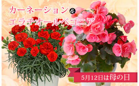 [先行受付]2024年の母の日に!カーネーション&エラチオールベゴニア フラワーセット お花のプレゼント 特番375