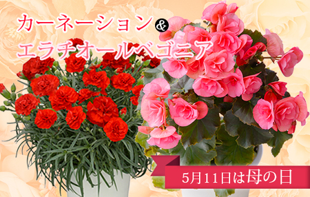 [先行受付:令和7年5月11日の母の日] 高原町のカーネーション&エラチオールベゴニア 母の日直前にお届け [2025年 お母さんへ心を込めた贈り物 長持ち鉢植え フラワーセット プレゼント 宮崎県産 高原町 故郷納税