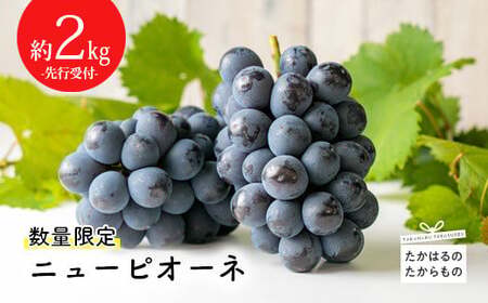 [数量限定・先行受付]久保ぶどう園のニューピオーネ約2kg(3〜4房) 果汁たっぷりの美味しい大粒の葡萄