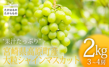 [数量限定・先行受付] 日本一太陽を浴びて育った宮崎のシャインマスカット 約2kg(3〜4房) 食べやすい種なしブドウTF0581-P00025