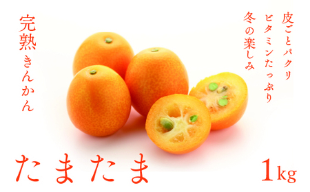 完熟きんかん「たまたま」1kg