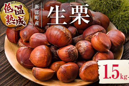 [期間限定]国産 低温熟成栗(生栗)1.5kg 熟成宝珠栗 産地直送 宮崎県新富町産[B672]