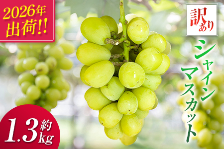 [2026年出荷]先行予約[訳あり]シャインマスカット 約1.3kg[B688]