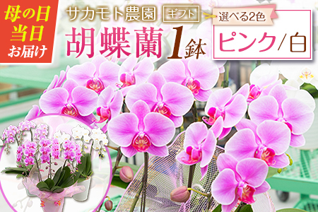 [選べる花色]母の日 ギフト サカモト農園の胡蝶蘭 1鉢(ピンク or 白) メッセージカード付[C470]