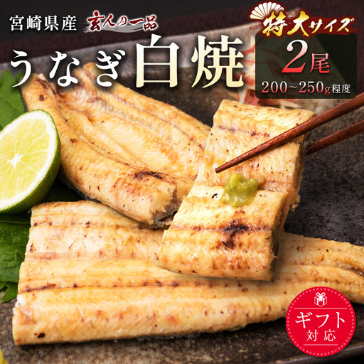 [2週間以内発送][玄人の一品]うなぎ白焼き 特大2尾(200〜250g程度/1尾)計400g以上 宮崎県産鰻 化粧箱入り 蒲焼タレ付(50ml×1本)[C428]