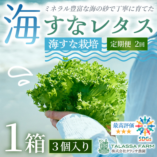 フリルレタス「海すなレタス」3個入り×1箱×定期便2回お届け[B698]