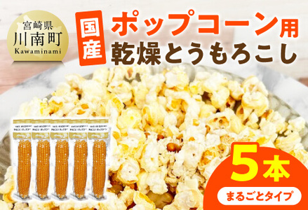 国産ポップコーン用(乾燥とうもろこし) 5本(まるごとタイプ) [ 数量限定 期間限定 宮崎県産 ポップコーン ]