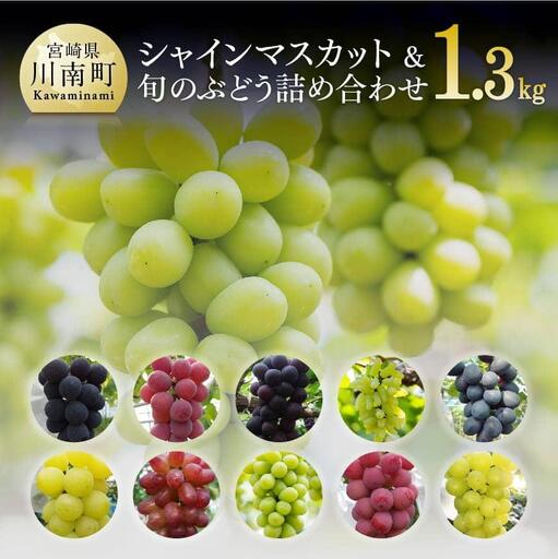 宮崎県産 シャインマスカットと旬のぶどう詰め合わせ 1.3kg【先行予約 フルーツ 先行受付 ブドウ 期間限定 葡萄 数量限定 九州産 宮崎県産 川南町産 ぶどう】