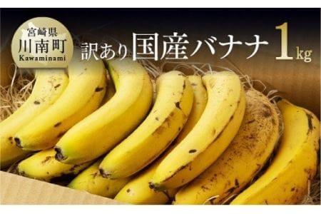 【訳あり】国産バナナ1kg（10本～13本程度）【国産 バナナ 無農薬 フルーツ 果物 デザート 朝食 スムージー 訳あり バナナ】