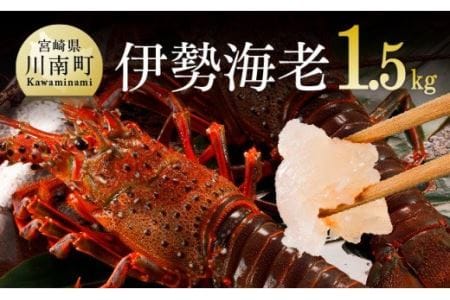 伊勢海老1.5kg(2〜5尾) [ 魚介類 えび 伊勢えび イセエビ 伊勢海老 ]