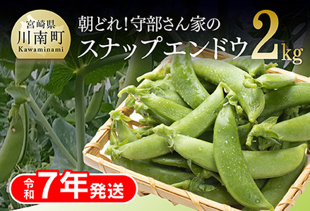 [令和6年発送]朝どれ!守部さん家のスナップエンドウ1000g[ 野菜 宮崎県産 エンドウ豆 えんどう豆 おつまみ 2024年発送 ]