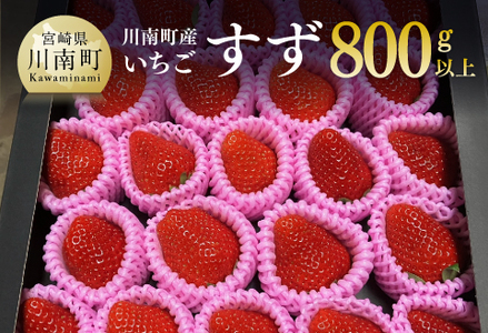 川南町産いちご「すず」計800g[ 先行予約 期間限定 果物 イチゴ 苺 フルーツ ]