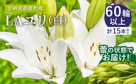 【2週間以内発送】≪期間限定≫LA ユリ(白) 約15本 生花 切花 百合 国産_T045-0041