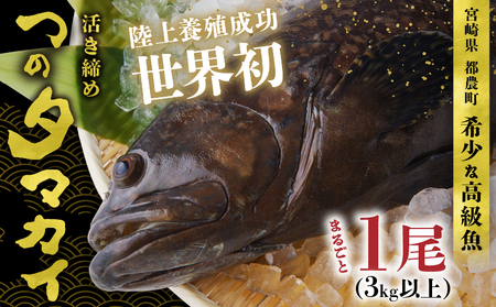 [着日指定]≪数量限定≫都農町産「つのタマカイ活き締め」1尾(3kg以上) 魚 魚介 養殖 希少 国産_T012-002[希少 魚 魚介 ギフト 鍋 食品 鍋 おかず お土産 贈り物 送料無料 プレゼント おすすめ 養殖 都農町 産 宮崎県産 ]