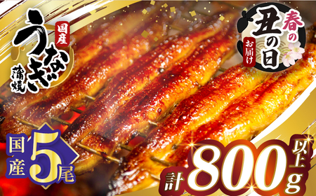 【春の丑の日までにお届け!!】うなぎ蒲焼5尾(さんしょう・たれ付き)計800g以上 鰻 魚 魚介 加工品 国産_T026-0035-US1