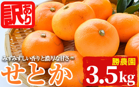 [訳あり!]宮崎県門川町産せとか(約3.5kg)柑橘 果物 数量限定 期間限定 国産 フルーツ 常温保存 遠見半島 宮崎県 門川町[AE-24][勝農園]