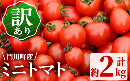 [先行予約受付中!4月から順次発送予定]訳あり・規格外!数量限定の門川町産ミニトマト(計約2kg)フルーツトマト とまと キャロルパッション サンチェリーピュア プレミアムルビー アイコ 野菜 生 旬野菜 冷蔵[X-9][いけとも農園]