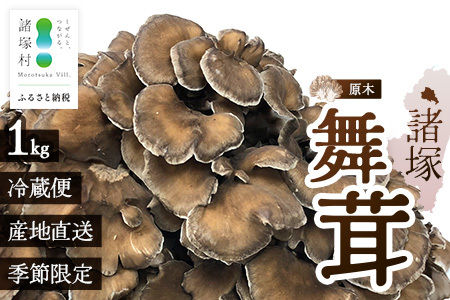 [先行予約]宮崎県諸塚村産 原木舞茸 1kg 数量限定[2026年10月下旬〜11月中旬ごろにお届け]冷蔵|マイタケ きのこ キノコ 原木まいたけ 産地直送 秋の味覚 もろっこはうす 宮崎県 諸塚村