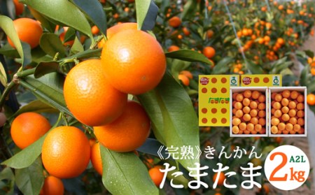 【期間限定発送】 糖度16度以上 きんかん 「たまたま」 1kg×2 計2kg A2Lサイズ [農林産物直売所 美郷ノ蔵 宮崎県 美郷町 31ab0063] 金柑 柑橘 果物 フルーツ 国産 九州産 宮崎県産 数量限定