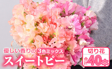 [期間限定]優しい香りの3色ミックス スイートピー(合計40本)花 生花 フラワー 切り花 業務用 贈り物 期間限定[NK015][宮崎県農業協同組合 高千穂地区本部]