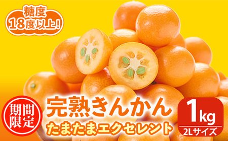 ＜先行予約受付中！2026年2月～3月中旬頃に発送＞完熟きんかん たまたまエクセレント(約1kg・2Lサイズ)果物 フルーツ 金柑 柑橘【NK002】【宮崎県農業協同組合　高千穂地区本部】