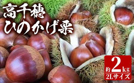 [数量限定・期間限定] ひのかげ栗(2kg)[NK001][宮崎県農業協同組合 高千穂地区本部]
