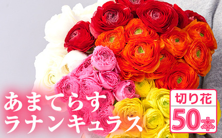 ＜先行予約受付中！2026年1月下旬～3月上旬頃に発送＞あまてらすラナンキュラス (50本)花 生花 フラワー 切り花 業務用 贈り物 期間限定【NK011】【宮崎県農業協同組合　高千穂地区本部】