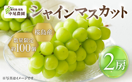 【 2025年先行予約 】【 桜島産 】シャインマスカット 2房 K261-001_02