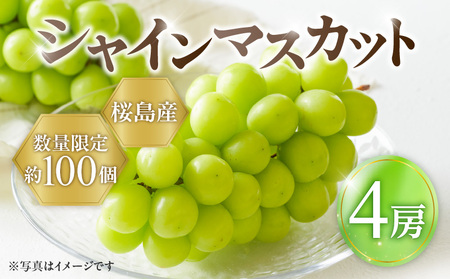 2024年8月お届け先行予約！【桜島産】シャインマスカット　4房　K260-001_04 シャイン マスカット ぶどう ブドウ 葡萄 糖度 18度 皮ごと 種なし 種無し 粒 果汁 果物 フルーツ 旬 桜島 桜島産 農園 農家 数量限定 限定 先行 予約 8月頃より順次発送 送料無料 鹿児島市 土産 贈り物 プレゼント ギフト 贈答